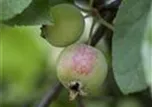 Malus x moerlandsii 'Red Sentinel'