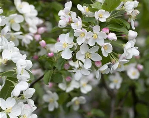 Malus x moerlandsii 'Red Sentinel'
