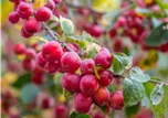 Malus x moerlandsii 'Red Sentinel'