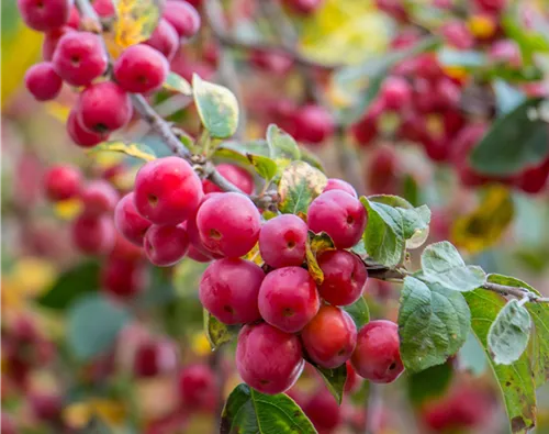 Malus x moerlandsii 'Red Sentinel'