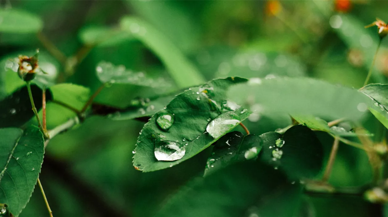 regenwassernutzung im garten.png