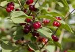 Lonicera xylosteum