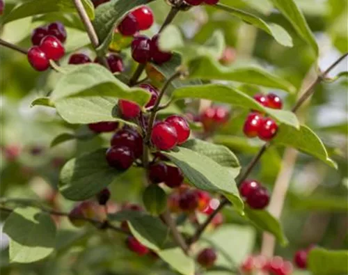 Lonicera xylosteum