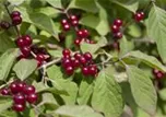 Lonicera xylosteum