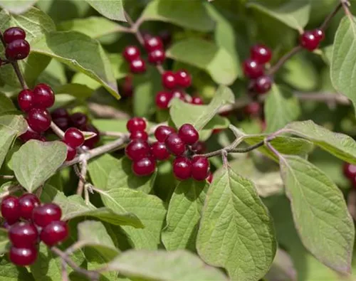 Lonicera xylosteum
