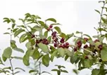 Lonicera xylosteum
