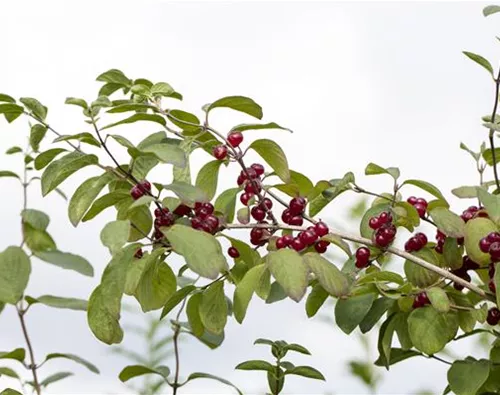Lonicera xylosteum