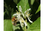 Lonicera xylosteum