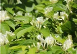 Lonicera xylosteum