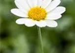 Anthemis tinctoria 'Sauce Hollandaise'