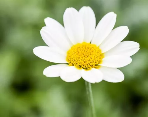 Anthemis tinctoria 'Sauce Hollandaise'