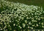 Anthemis tinctoria 'Sauce Hollandaise'