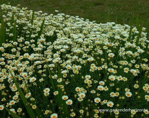 Anthemis tinctoria 'Sauce Hollandaise'