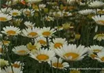 Anthemis tinctoria 'Sauce Hollandaise'