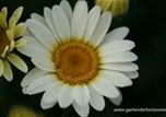 Anthemis tinctoria 'Sauce Hollandaise'