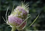 Dipsacus fullonum (sylvestris)