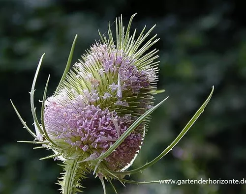 Dipsacus fullonum (sylvestris)