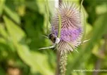 Dipsacus fullonum (sylvestris)