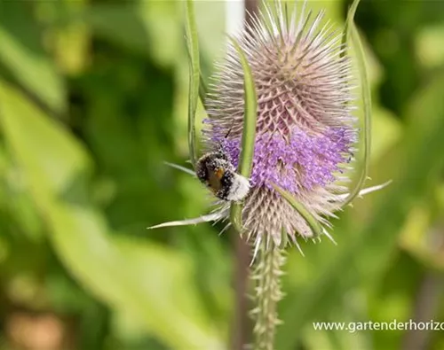 Dipsacus fullonum (sylvestris)
