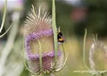 Dipsacus fullonum (sylvestris)