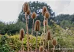 Dipsacus fullonum (sylvestris)