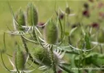 Dipsacus fullonum (sylvestris)