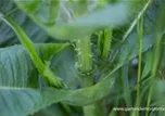 Dipsacus fullonum (sylvestris)