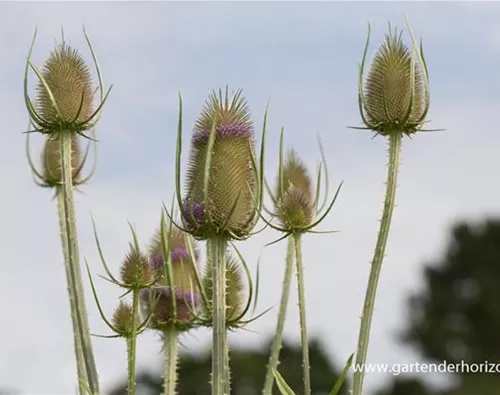 Dipsacus fullonum (sylvestris)