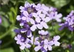 Hesperis matronalis