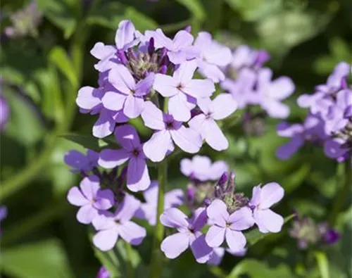 Hesperis matronalis