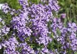 Hesperis matronalis