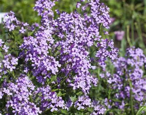 Hesperis matronalis