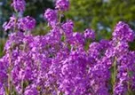 Hesperis matronalis