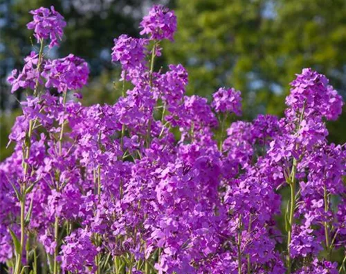 Hesperis matronalis