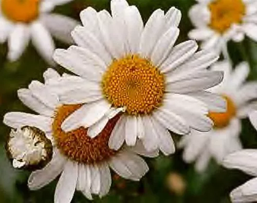 Leucanthemum vulgare 'Maikönigin'