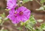 Malva moschata