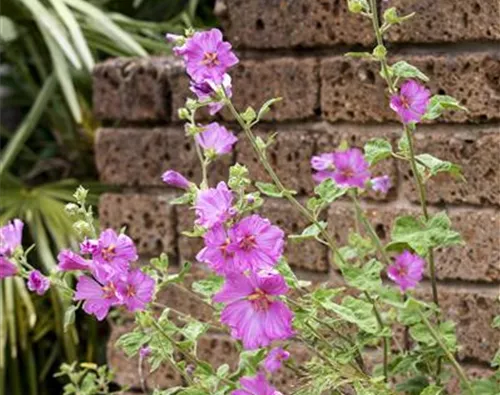 Malva moschata