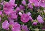 Malva moschata