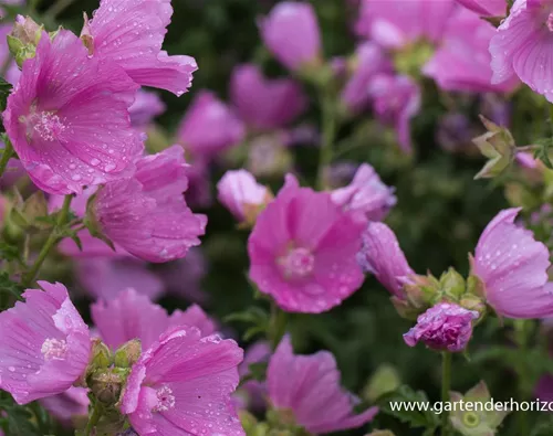 Malva moschata