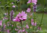 Malva moschata