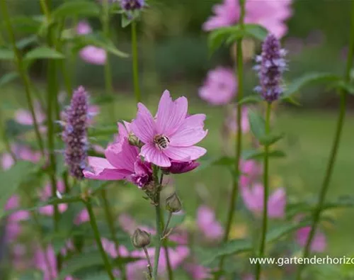 Malva moschata