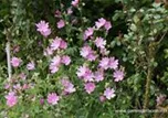 Malva moschata