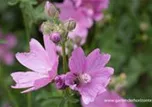 Malva moschata