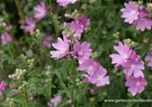 Malva moschata