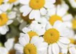 Tanacetum corymbosum