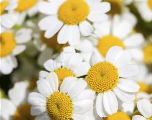 Tanacetum corymbosum