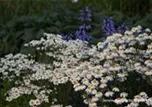 Tanacetum corymbosum