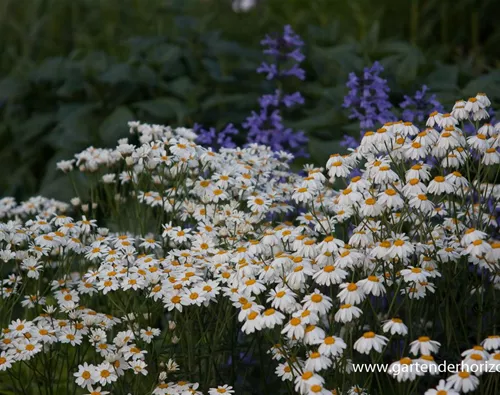 Tanacetum corymbosum