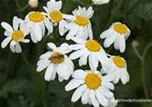 Tanacetum corymbosum
