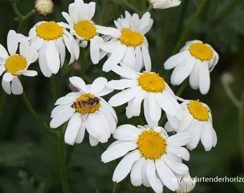 Tanacetum corymbosum